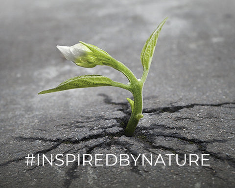 N. 29 | 5 PRINCIPLES TO REGENERATE YOURSELF, YOUR TEAM AND YOUR ORGANISATION