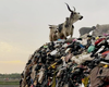 Cow on a pile of discarded clothes